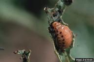 Colorado Potato Beetles